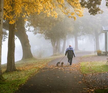 Misty morning dog walk at Pearl Lake photo