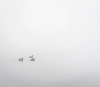 Ducks in the mist at Pearl lake - photo