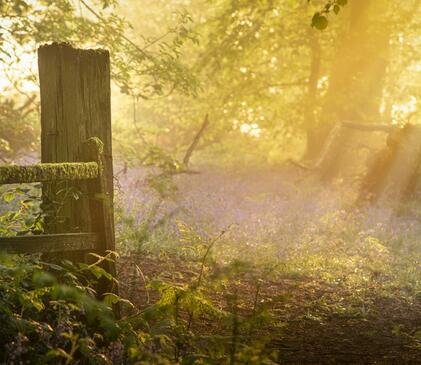 Spring woodland morning near Pearl Lake and Arrow Bank photo