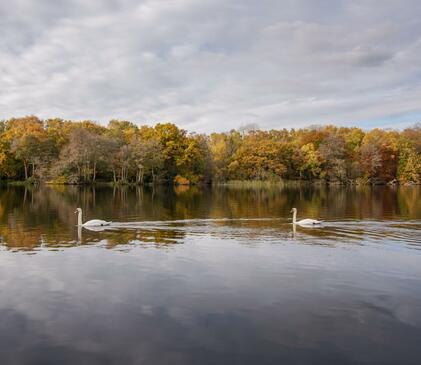 Calm autumn morning at Pearl Lake