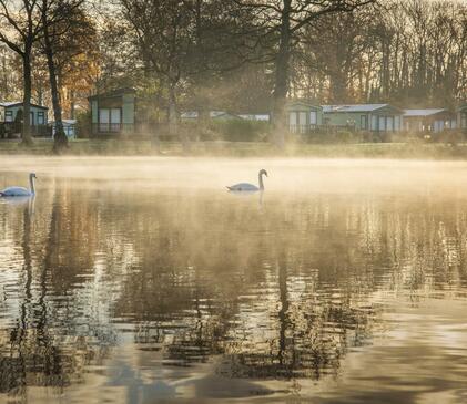 Swans in winter morning mist at Pearl Lake photo