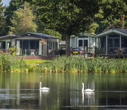 Swans gliding by on the lake at Pearl Lake