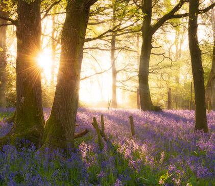 Bluebell woodland at Knighton Wales