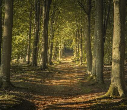 Beautiful local woodland walks at Wapley Hill Fort