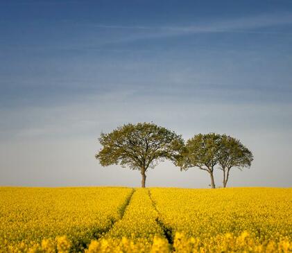 Spring rape fields near Arrow Bank photo