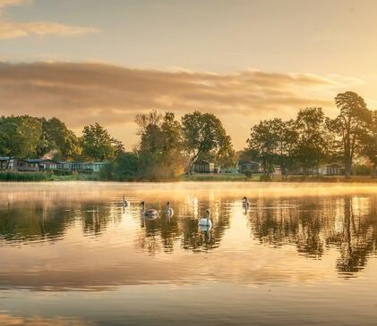 Swan family at sunrise, Pearl Lake