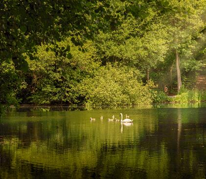 Cygnets on the lake, Pearl Lake, Herefordshire.