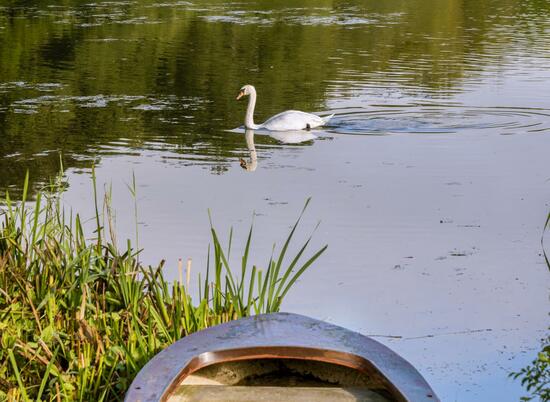 Pearl Lake morning photo