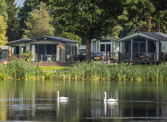 Swans gliding by on the lake at Pearl Lake