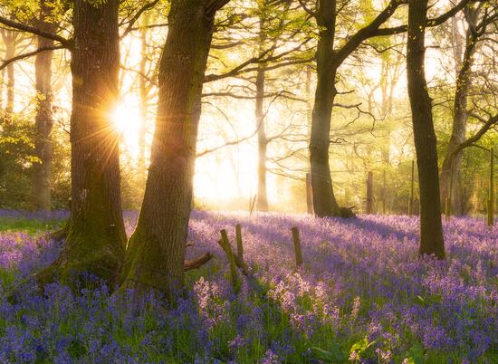 Bluebell woodland at Knighton Wales