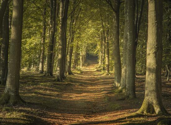 Beautiful local woodland walks at Wapley Hill Fort