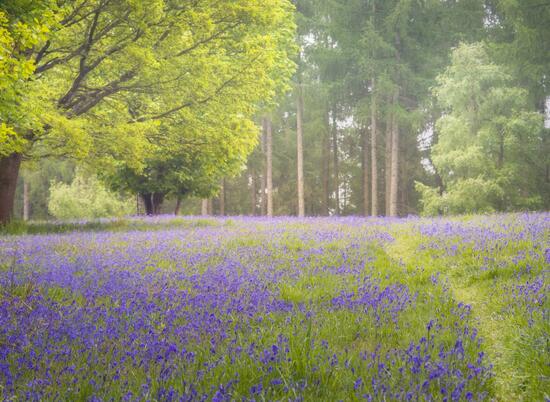 Bluebell woodland near to Pearl Lake photo