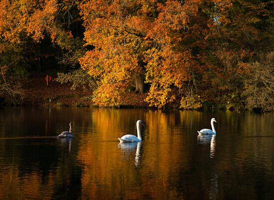 5 star caravan holiday park with fishing lake - Pearl Lake Herefordshire.