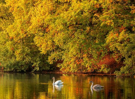 Autumn morning swans at Pearl Lake