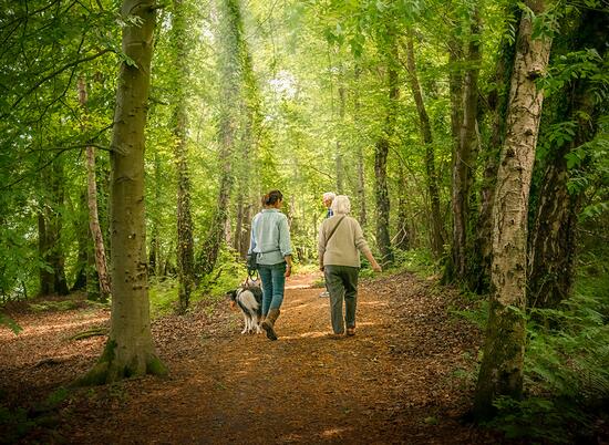 Woodland walks at Pearl Lake Country Holiday Park, Herefordshire