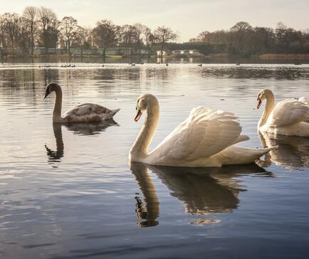 swans in autumn light photo