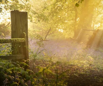 Spring woodland morning near Pearl Lake and Arrow Bank photo