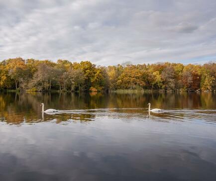 Calm autumn morning at Pearl Lake