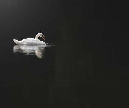 Swan resting on the lake at Pearl Lake, Herefordshire