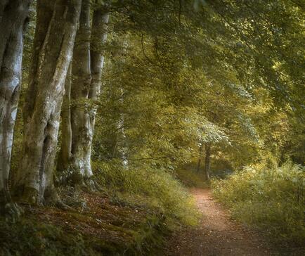 Wapley Hill Fort woodland walks