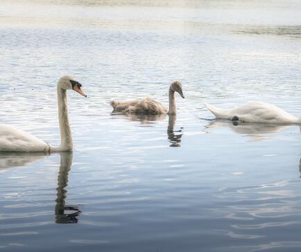 Natural wildlife gracing Pearl Lake caravan park