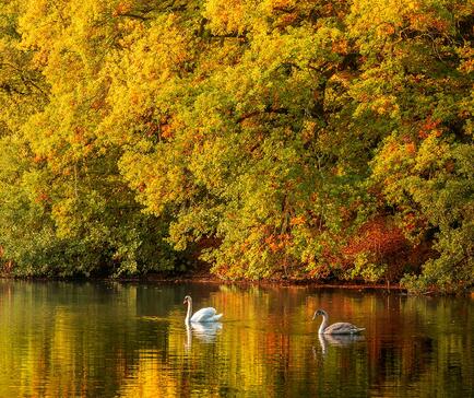 Autumn morning swans at Pearl Lake