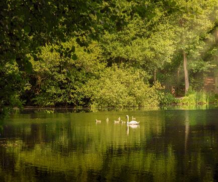 Cygnets on the lake, Pearl Lake, Herefordshire.