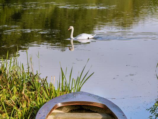 Pearl Lake morning photo