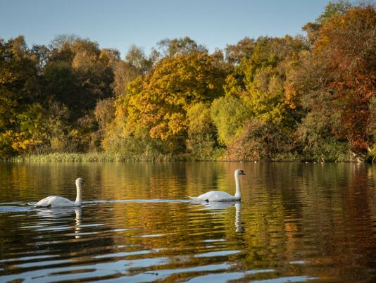 Autumn swans at Pearl Lake - photo