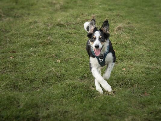 Dog friendly holiday parks, off lead dog running at Pearl Lake