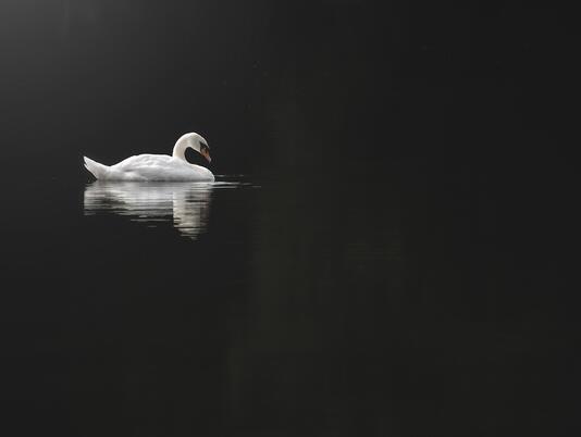 Swan resting on the lake at Pearl Lake, Herefordshire