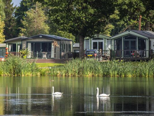 Swans gliding by on the lake at Pearl Lake