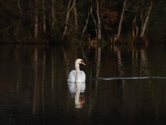 Swan at Pearl Lake holiday home park with fishing lake