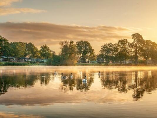 Swan family at sunrise, Pearl Lake