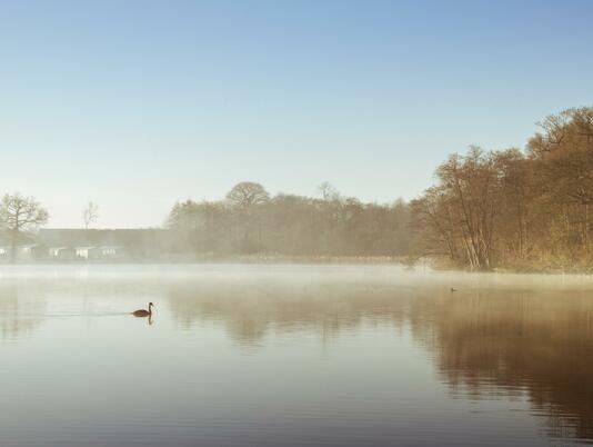 Winter morning, a swan glides across Pearl Lake