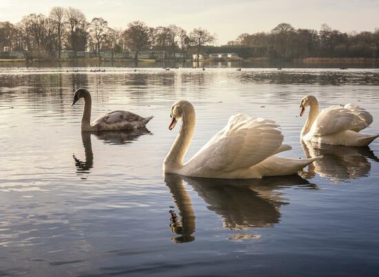 swans in autumn light photo