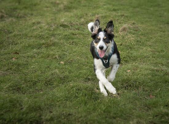 Dog friendly holiday parks, off lead dog running at Pearl Lake