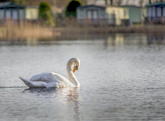 Pearl Lake country holiday park