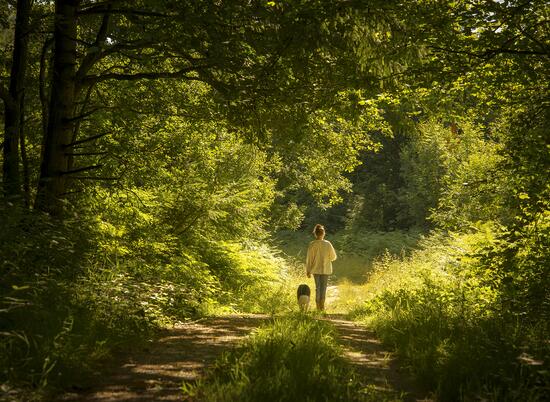 Woodland dog walking, Pearl Lake