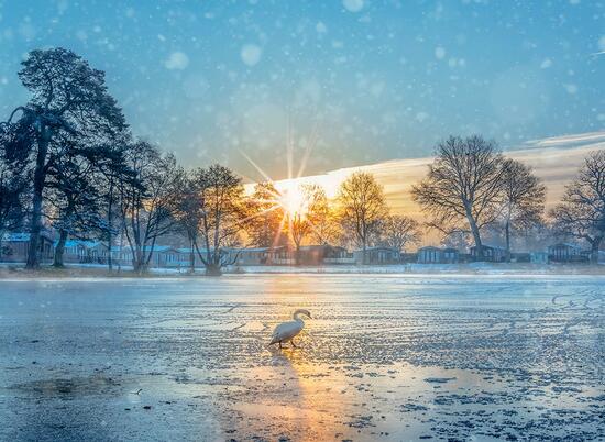 Winter blues - swan walking on ice at Pearl Lake