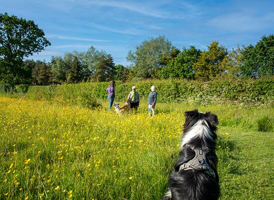 Pet friendly holiday park at Pearl Lake, herefordshire. Dog field photo