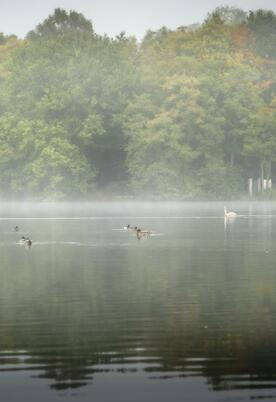 Mist on the lake - October morning at Pearl Lake photo