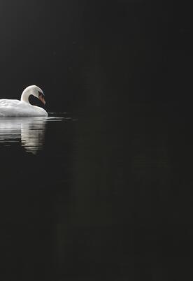 Swan resting on the lake at Pearl Lake, Herefordshire