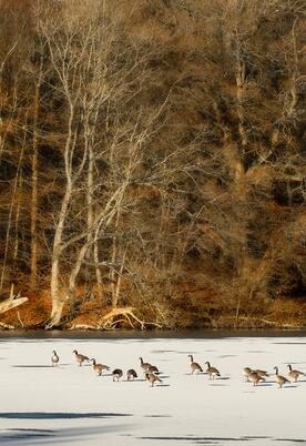 Winter geese at Pearl Lake Country Holiday Park