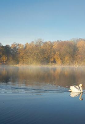 Drifting on by - the resident swans at Pearl Lake.