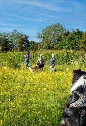 Pet friendly holiday park at Pearl Lake, herefordshire. Dog field photo