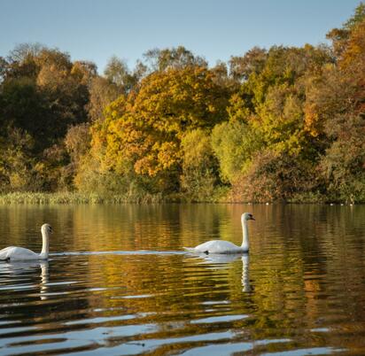 Autumn swans at Pearl Lake - photo