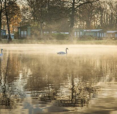 Swans in winter morning mist at Pearl Lake photo