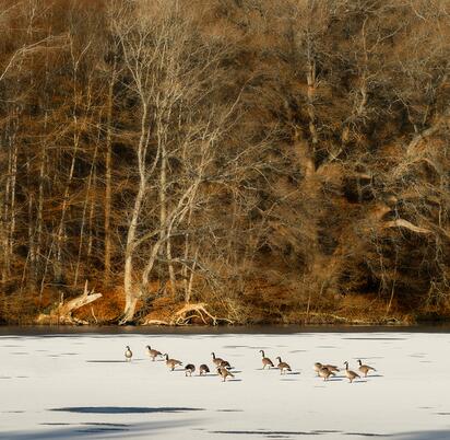 Winter geese at Pearl Lake Country Holiday Park