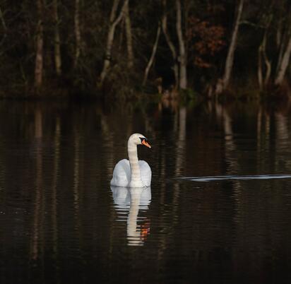 Swan at Pearl Lake holiday home park with fishing lake